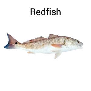 Redfish