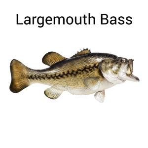 Largemouth Bass