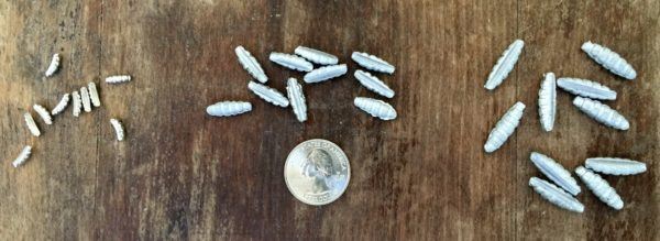 Buggs Belly Weights - Image 5