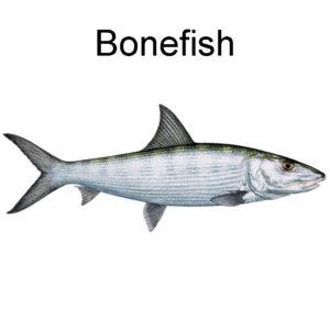 Bonefish