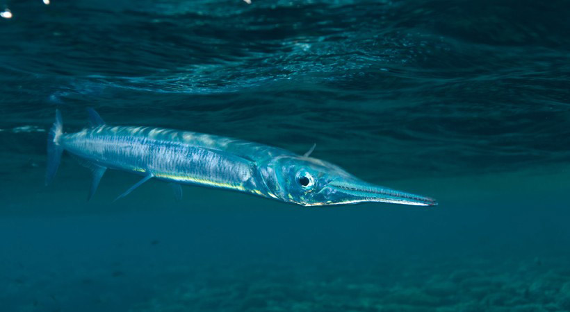 Barracuda - Buggs Fishing Lures