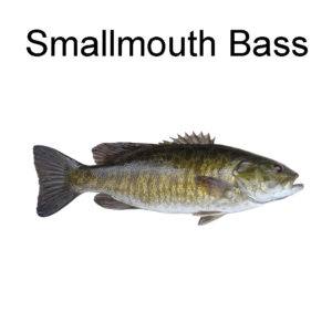 Smallmouth Bass