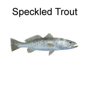 Speckled Trout