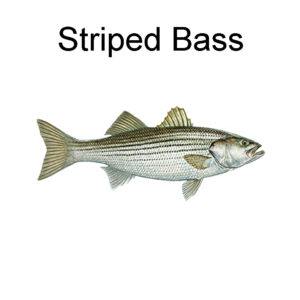 Striped Bass