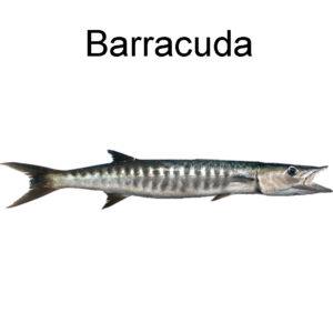 Barracuda